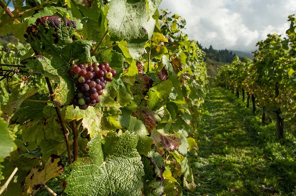 Chauffeur privé pour un wine-tour d'exception