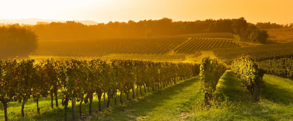 Vignes en rangées au lever du soleil dans un vignoble vallonné sous une lumière dorée automnale.